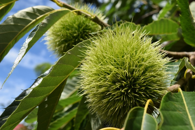 栗の花の臭いで近所からクレームが トラブルを解消する方法を