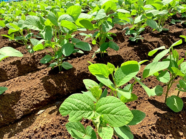 参加型保証システム(PGS)は有機JAS制度とどう違うのでしょうか?