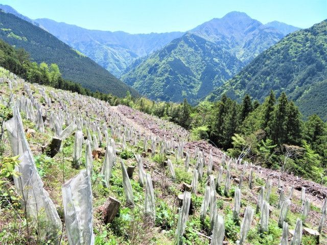 農家が林業を兼業すると補助金が出るって本当ですか?