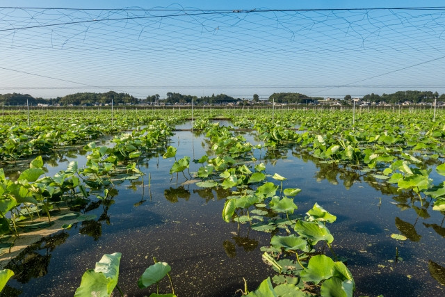 レンコンの栽培時期と生育スケジュールを教えて