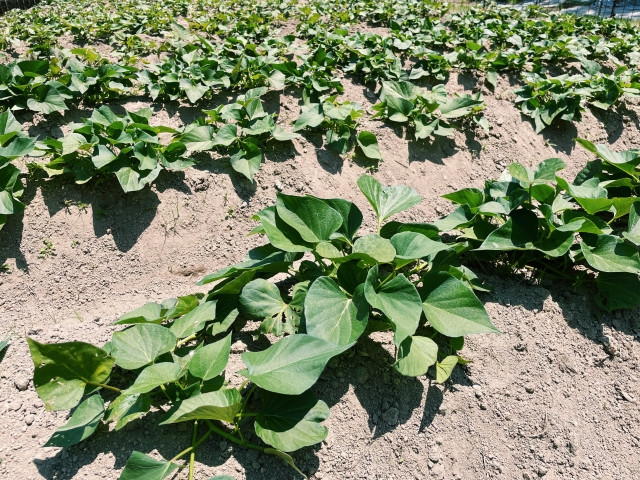 サツマイモ栽培での水やりのタイミングが知りたい