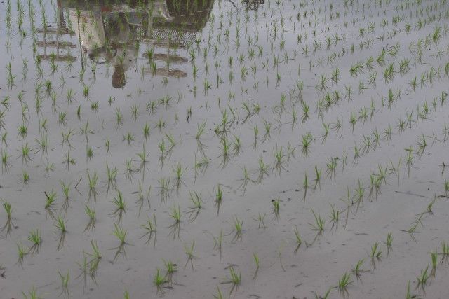 田植え機を五条植えか六条植えに買い替えたいです。どう選べばいいのでしょうか?