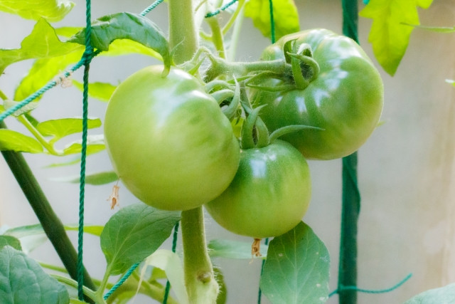 暑い夏に強く、収穫終盤でも果実が肥大する品種のトマトはありますか?