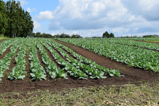 べと病対策に有効な土壌消毒方法が知りたい！