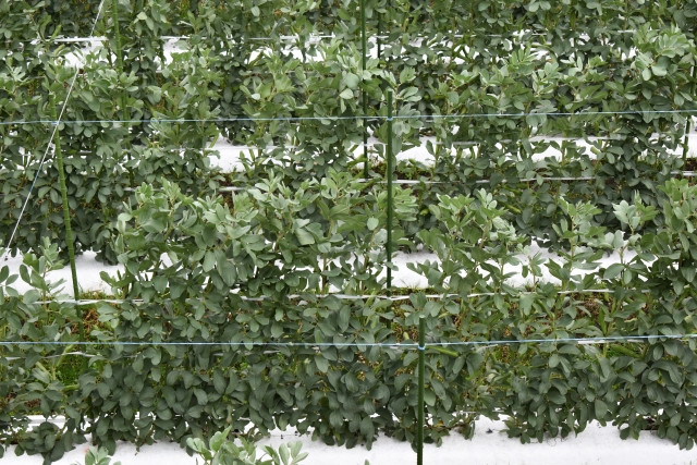 そら豆栽培で冬越しに失敗した！寒さ対策はどうすればいい？