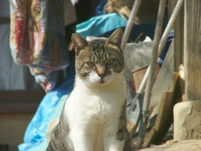 ハウスが猫の寝床に。傷つけずに追い払う方法はありませんか？