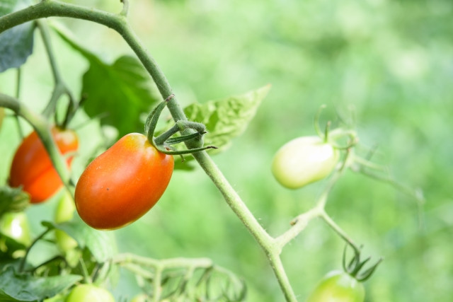 アイコの栽培でかかりやすい病気は？予防法も教えて！