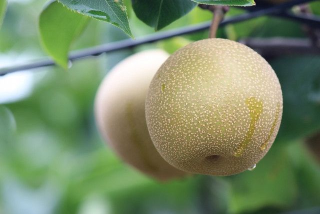 梨に農薬散布をした後、土砂降りの雨が降ったら、もう一度散布してもいいのですか？