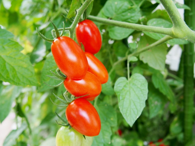 アイコの脇芽はどう処理する？作業の進め方と注意点を教えて