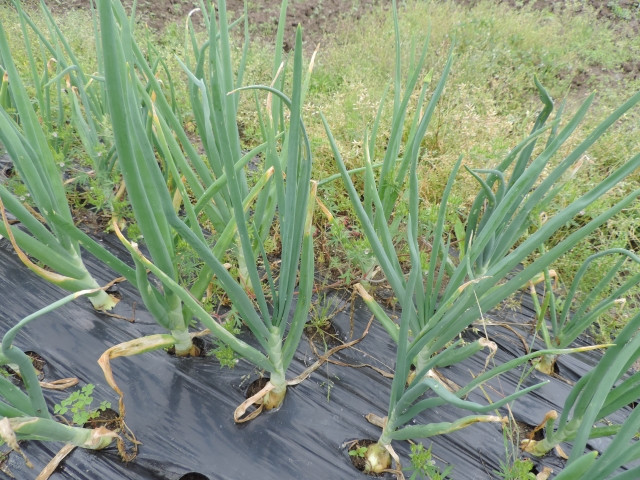 サツマイモ畑とネギ畑に張ったマルチの植え付け穴から雑草が生えてくる。除草の方法は？
