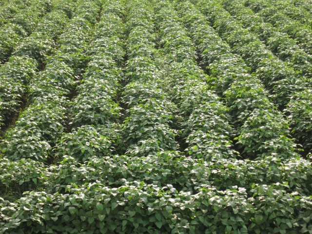 黒豆の畝間に緑肥を撒いて雑草を抑制したい。どのような緑肥を使えばいいですか？