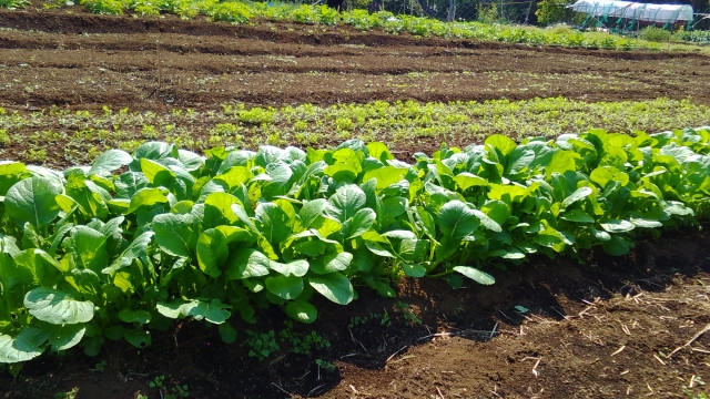 小松菜を栽培していたら根が地上に出てきた!対策方法を教えてください