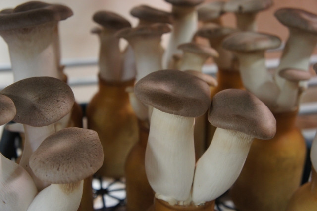 エリンギの菌床を肥料にするのはダメですか？