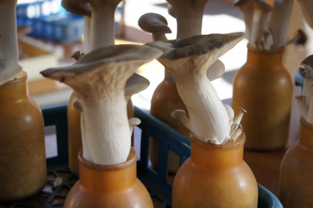 エリンギにカビが付くとどうなる?症状と対策について教えて