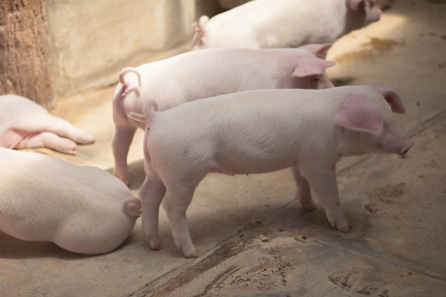 人工乳に興味を示さない哺乳子豚がいます。どうすれば食べてくれますか?