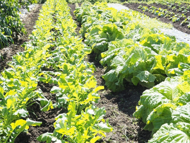 白菜栽培に適した日当たりの条件を知りたい