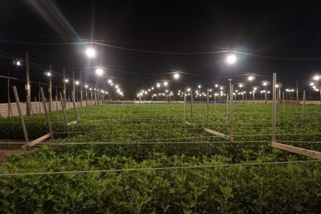 電照菊の栽培で電球に集まる虫に困っています。対策方法はありますか?