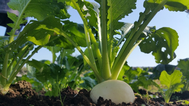 カブの根に亀裂が発生してしまう。きれいなカブを作るにはどうしたらいい?