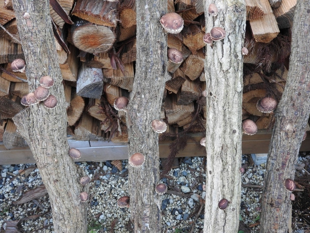 しいたけの収穫時期はいつ？風味や特徴は変わる？