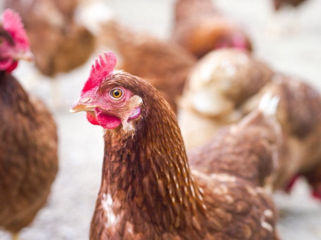 鳥インフルエンザの基本的な対策と注意点を教えてください