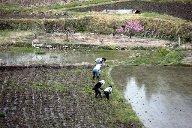 農福連携を検討中。稲作で知的障がい者にどの程度の作業を任せていいのでしょうか?