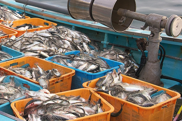 ニシンを定置網漁で漁獲することはできますか?
