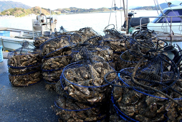 シングルシード式の牡蠣養殖のメリットは？手間がかからずコストが少ないというのは本当？