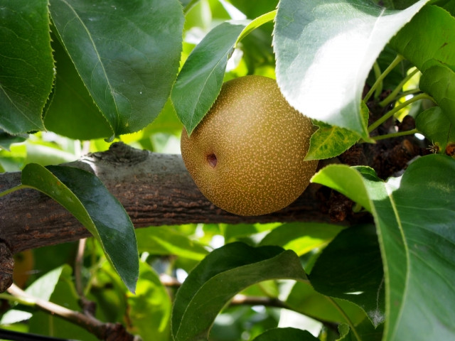 梨の栽培で晩霜被害にあった場合、どのように対策したらよいですか？