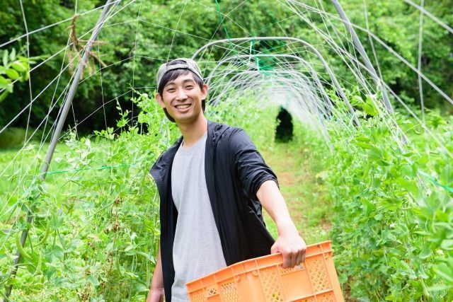 収穫作業を手伝いに帰省する息子への賃金は、小遣いとして現金を渡すべき？給与（経費）として支払うべき？