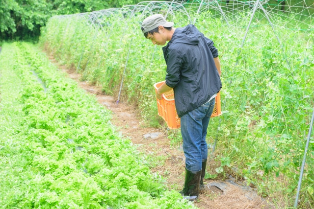 農作業を任せられる優秀な若者を雇いたい!募集方法や選び方を教えて