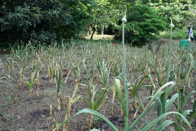 にんにく栽培で赤さび病が発生 後作が心配なので土壌消毒の方法