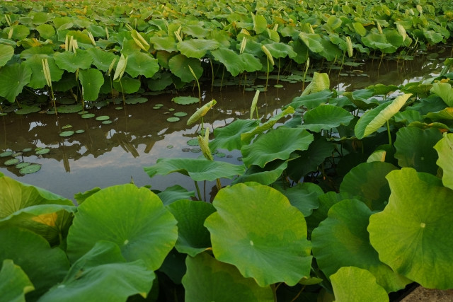 レンコン栽培で使用する農薬は、どんな病害虫に対して効果があるの?