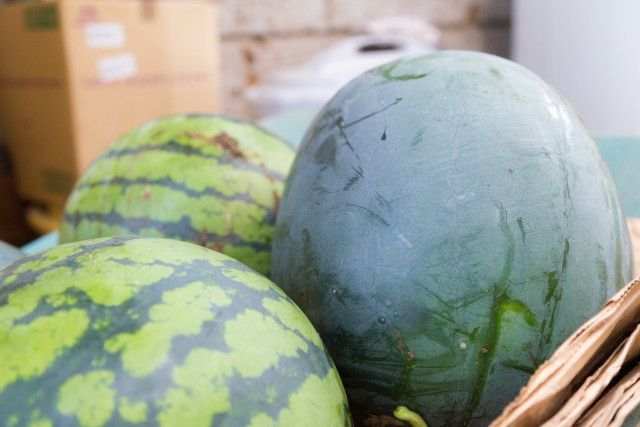 大玉スイカの空中栽培は可能ですか？成功させるにはどんな工夫が必要？