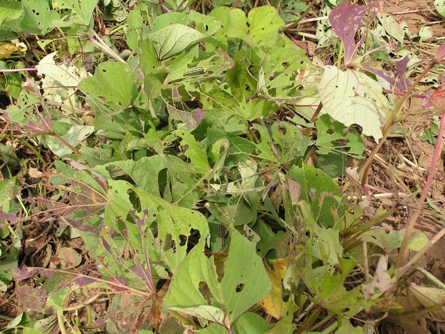 サツマイモ栽培で失敗してしまう。原因を教えてください