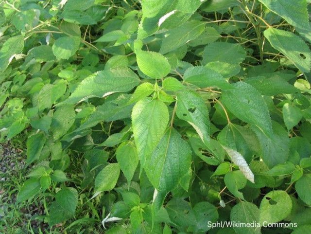 耕作放棄地に生えるカラムシを完全に除草できない！対処する方法は？