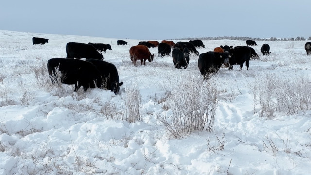 冬の間も放牧されるゲイブさんの牛