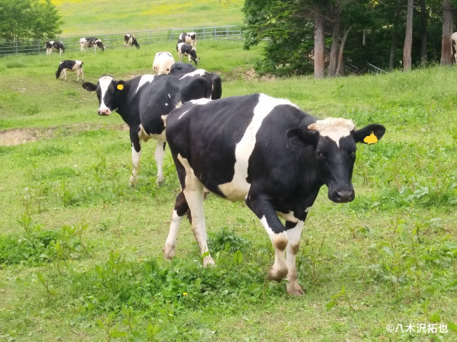 Editor's Eyes「不妊の牛は子宮内に悪玉菌が多いから!?」子宮内フローラの改善が酪農家を救う！