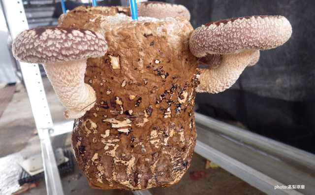 Editor's Eyes“振動”でシイタケの成長促進！害虫防除にも効果 世界初！森林総研が発見