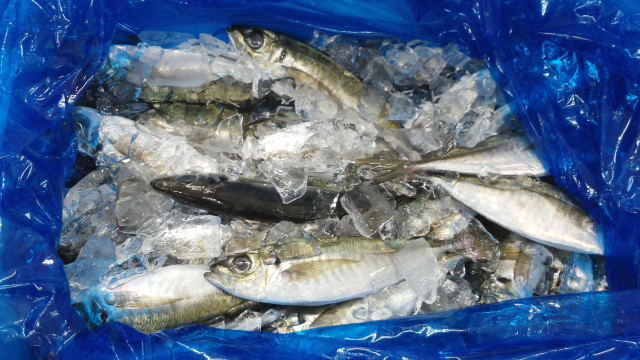 魚を無人販売する際の手続きや方法を教えてください