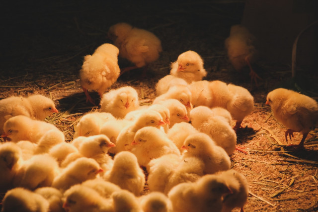 養鶏を営んでいますが、飼料コスト削減や見回りの負担を減らしたい