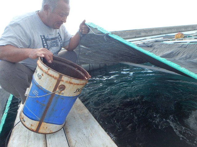 養殖魚のエサ代がかさむ 安いエサや費用を削減する方法は