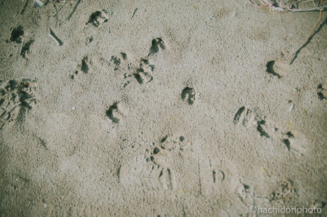 豪雨水害発生直後から、野生動物が現れたことがわかる足跡