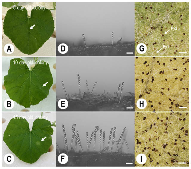 うどんこ病菌を感染させたメロンの葉。コロニー形成後、5日（A）、10日（B）、15日（C）が過ぎた時点で菌寄生菌を培養した胞子液を噴霧させた。D〜Eのデジタル顕微鏡写真には、うどんこ病菌の胞子を放出する鎖状の分生子柄がとらえられている。右の写真で茶褐色に見えるのは菌寄生菌。若いうちは淡い黄色（Py1）だが、成長すると色が濃くなる（Py2）。（出典：Agronomy 2023, 13(5), 1204）