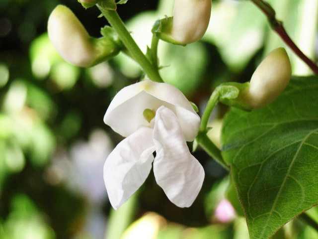白花豆の花（出典：日本豆類協会「豆フォトギャラリー」）