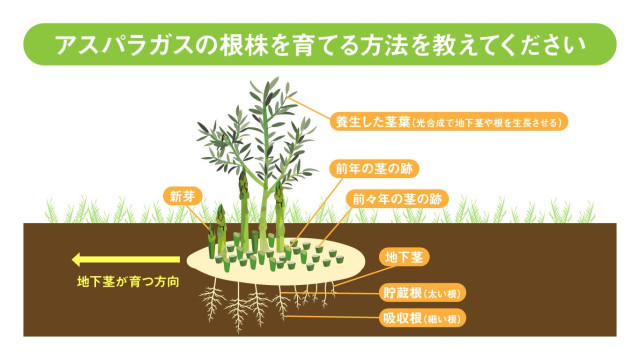 アスパラガスの根株を育てる方法