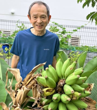 こんな実の付き方は初めて」 逆さまバナナ、まるで多肉植物のよう 沖縄