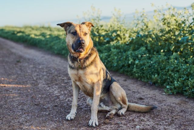 農業犬 里守り犬 を飼いたい 中型犬で適している品種を