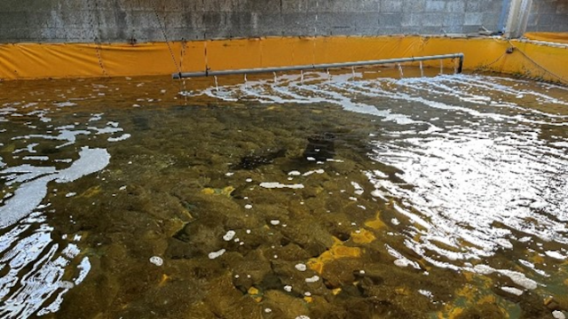 Editor’s Eyes 魚も温泉好き？別府温泉の“藻”を食べたヒラメ！死亡率が減少し、旨味UP！畜産への活用も