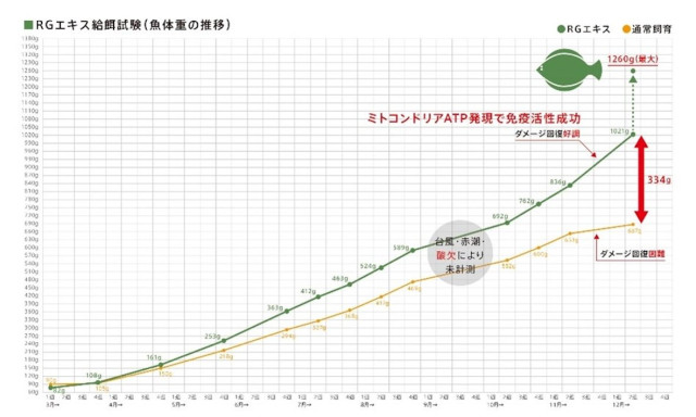 RGエキスの餌を与えた試験区と、通常飼育区の魚体重の推移の比較/SARABiO温泉微生物研究所