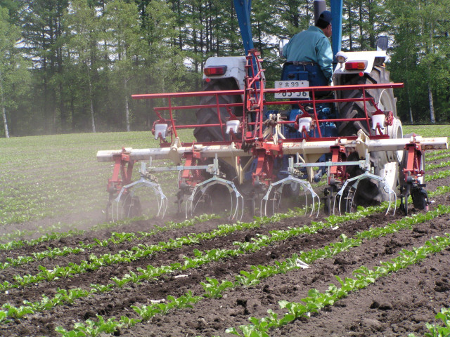 てん菜の直播栽培で安定した収量の獲得＆収量アップをするには？